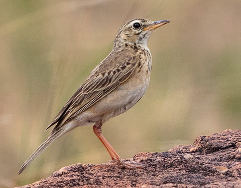 Long-billed Pipit